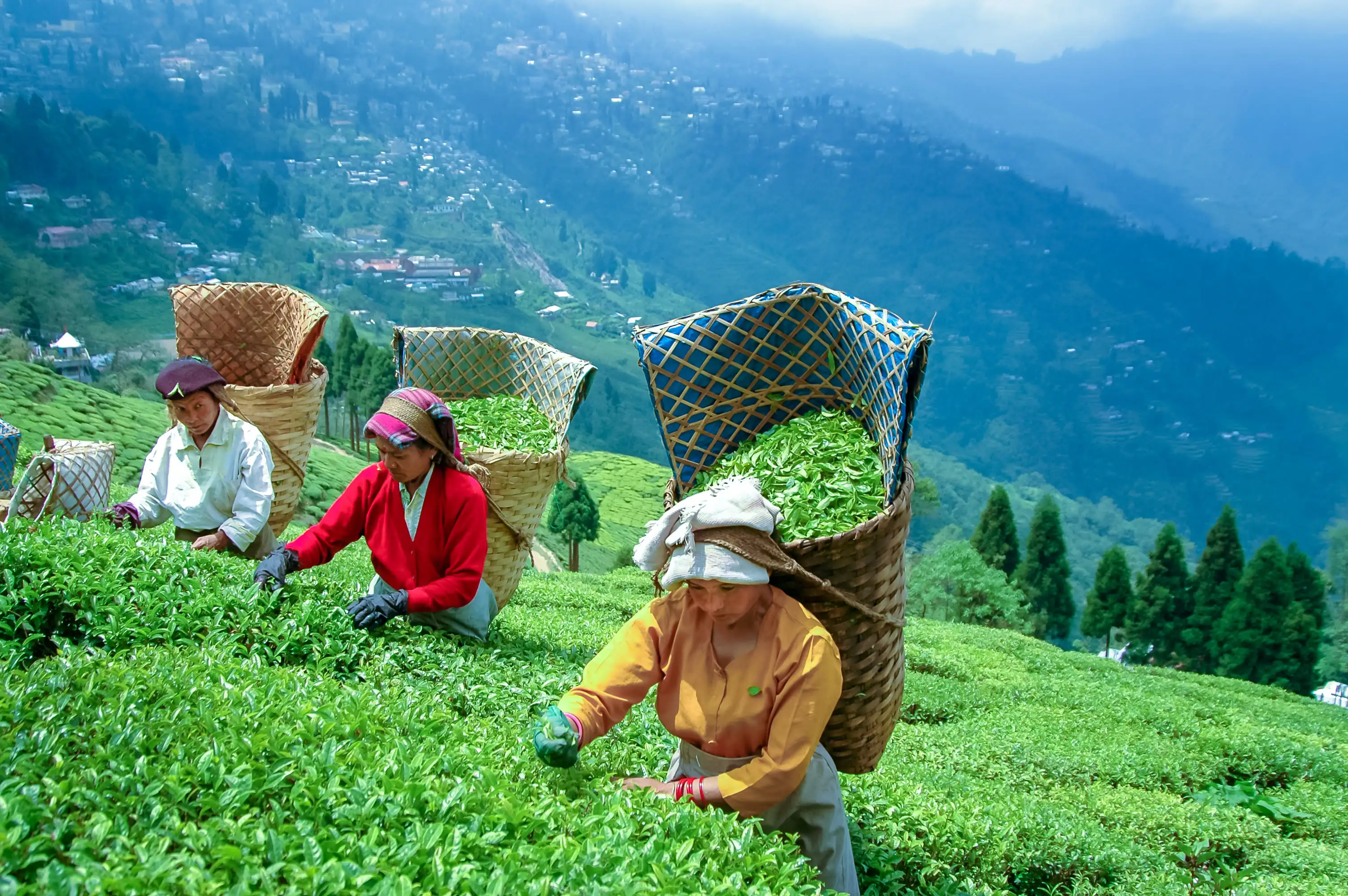 Plan Smart with This Detailed Darjeeling Tour Guide